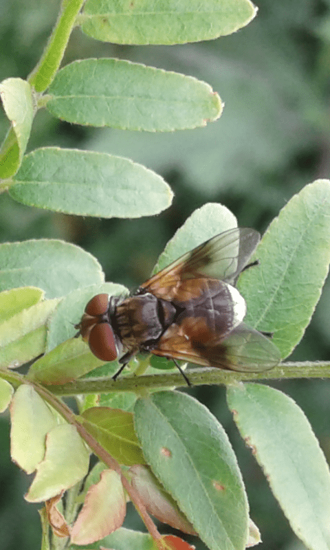 Ectophasia sp. (Tachinidae)?